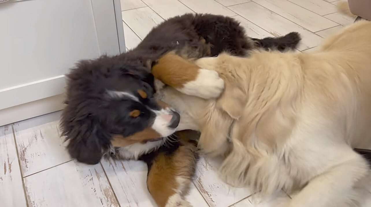 ゴールデンレトリーバー,動画