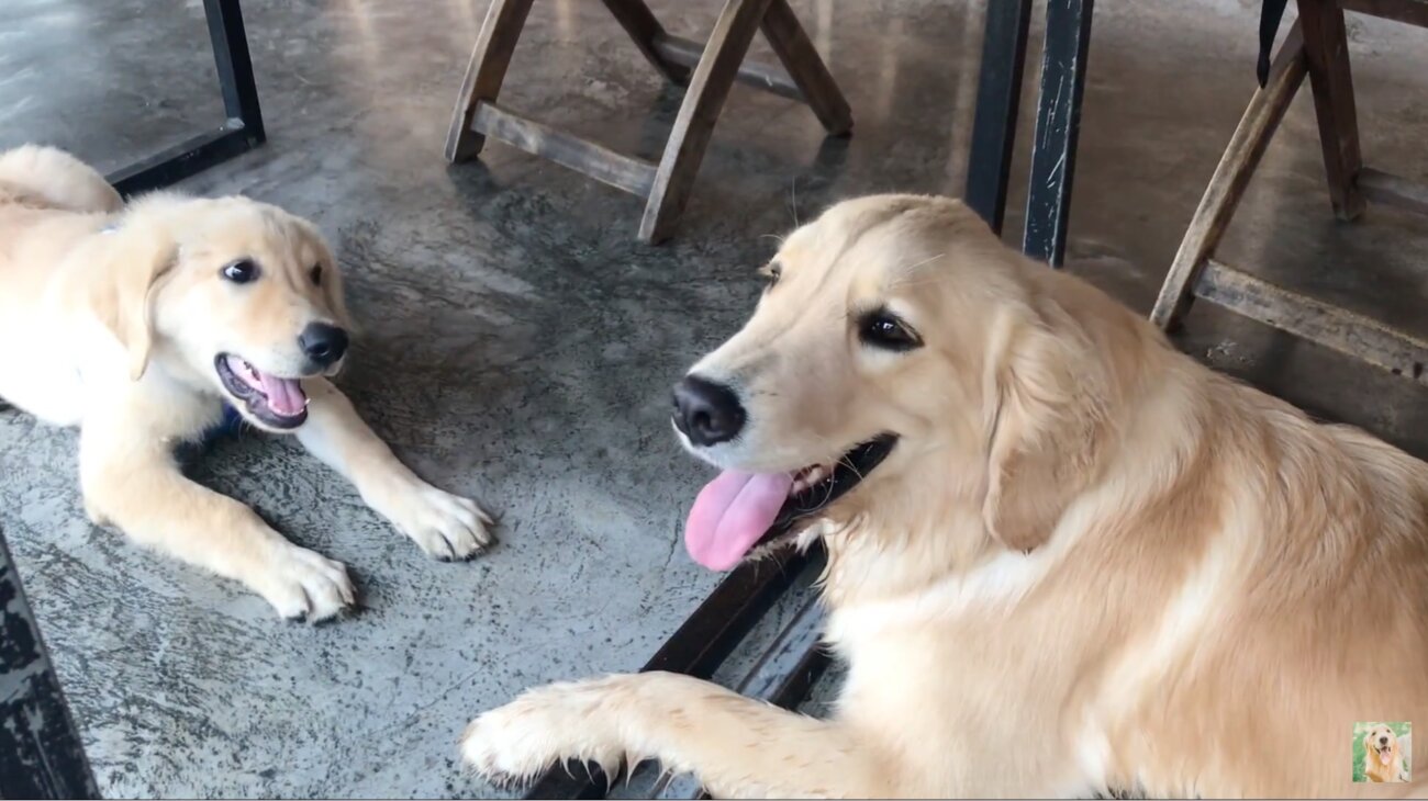 ゴールデンレトリーバー,動画