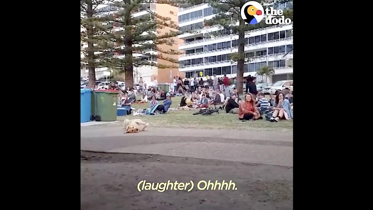 ゴールデンレトリーバー,動画