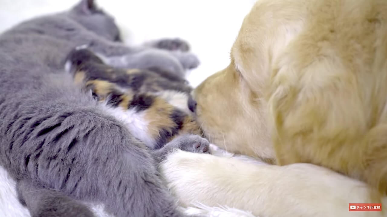 ゴールデンレトリーバー,動画