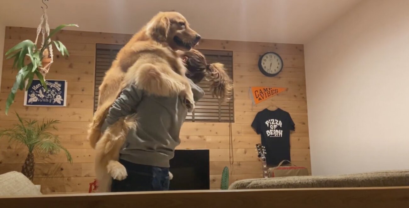 ゴールデンレトリーバー,動画