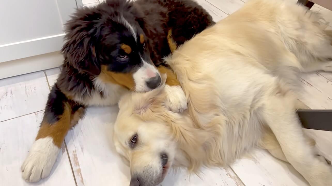 ゴールデンレトリーバー,動画