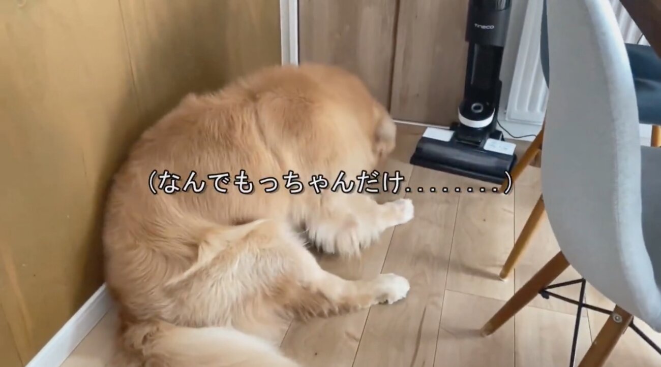 ゴールデンレトリーバー,動画