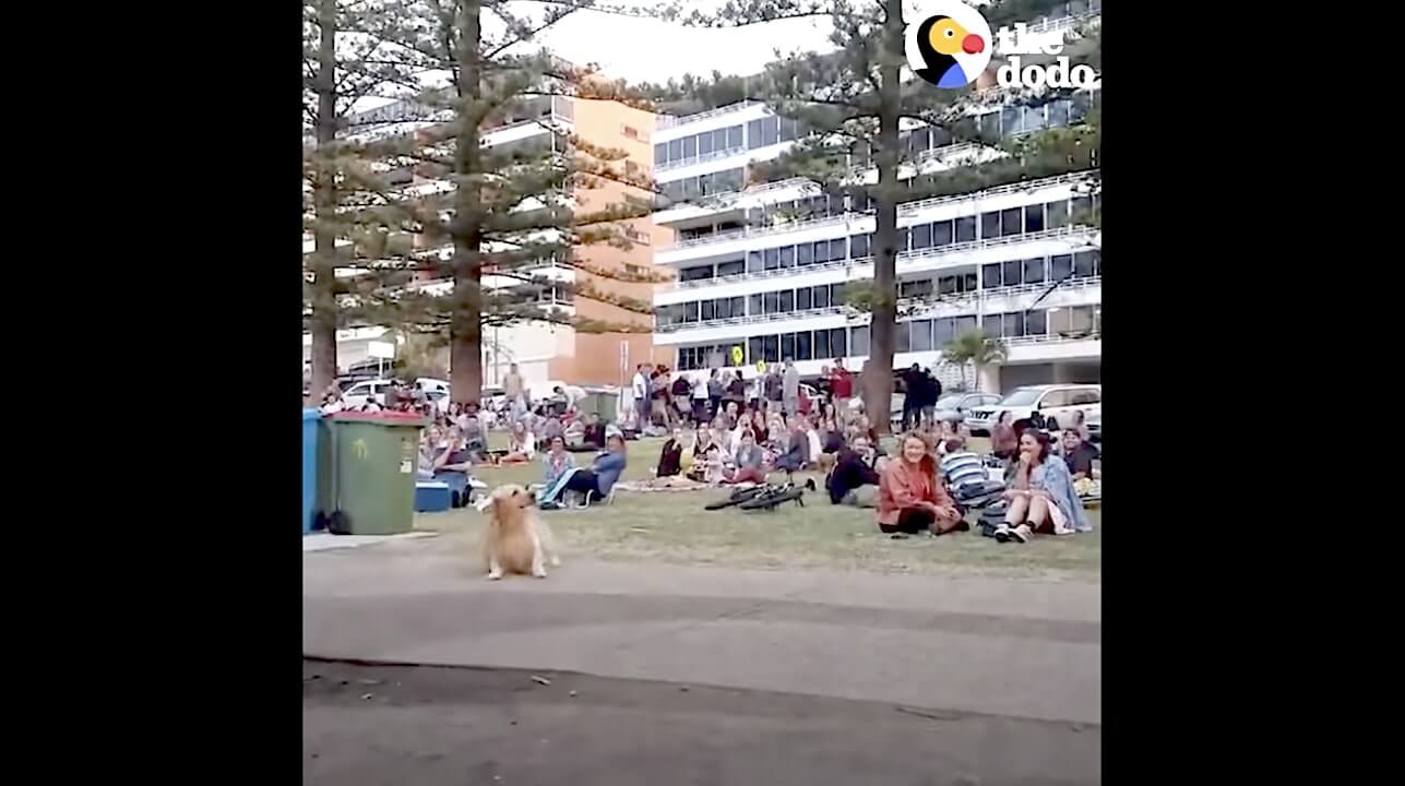 ゴールデンレトリーバー,動画