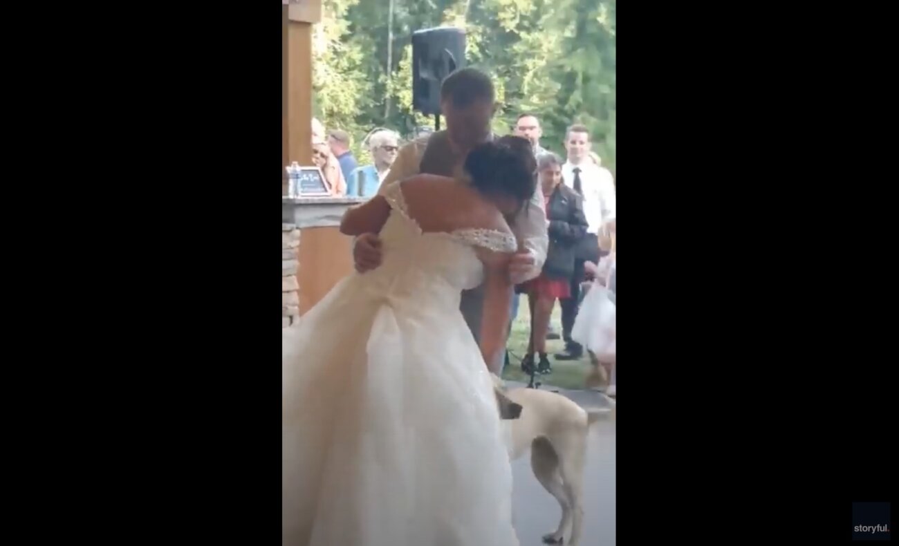 ラブラドールレトリーバー,動画