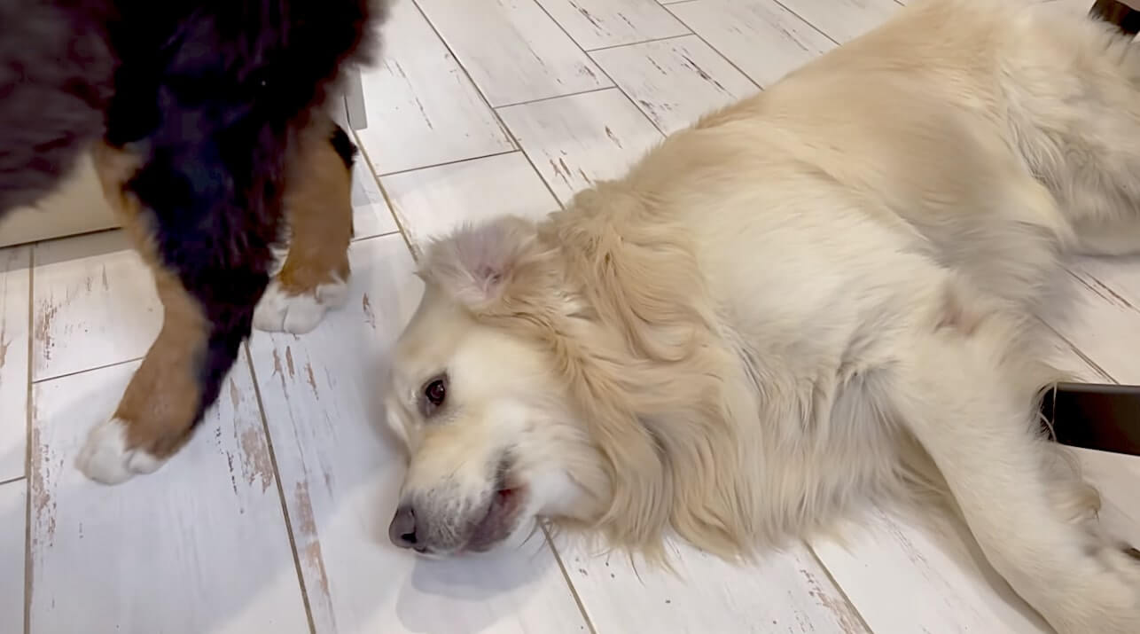 ゴールデンレトリーバー,動画