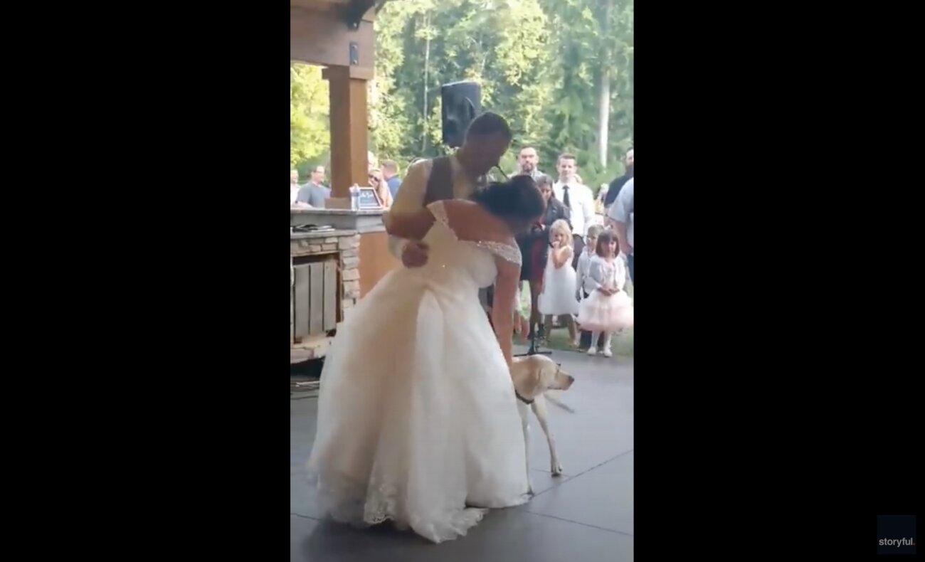 ラブラドールレトリーバー,動画