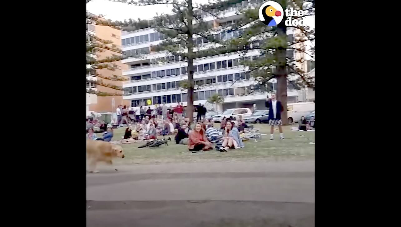 ゴールデンレトリーバー,動画