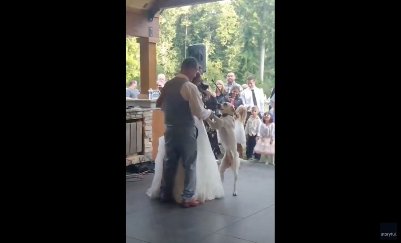 ラブラドールレトリーバー,動画