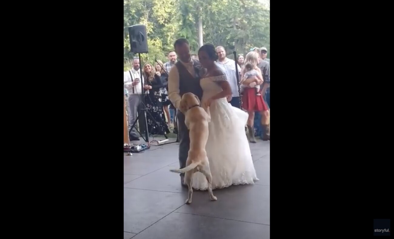 ラブラドールレトリーバー,動画