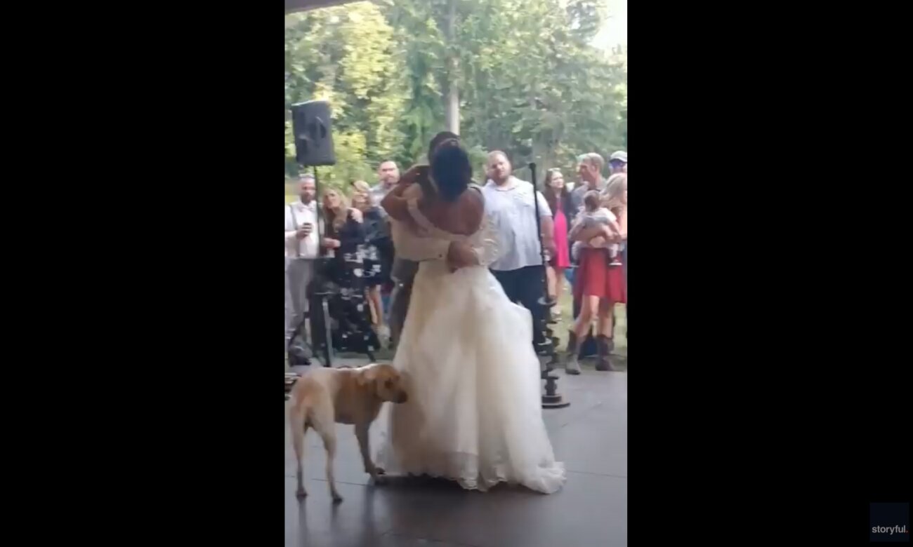 ラブラドールレトリーバー,動画