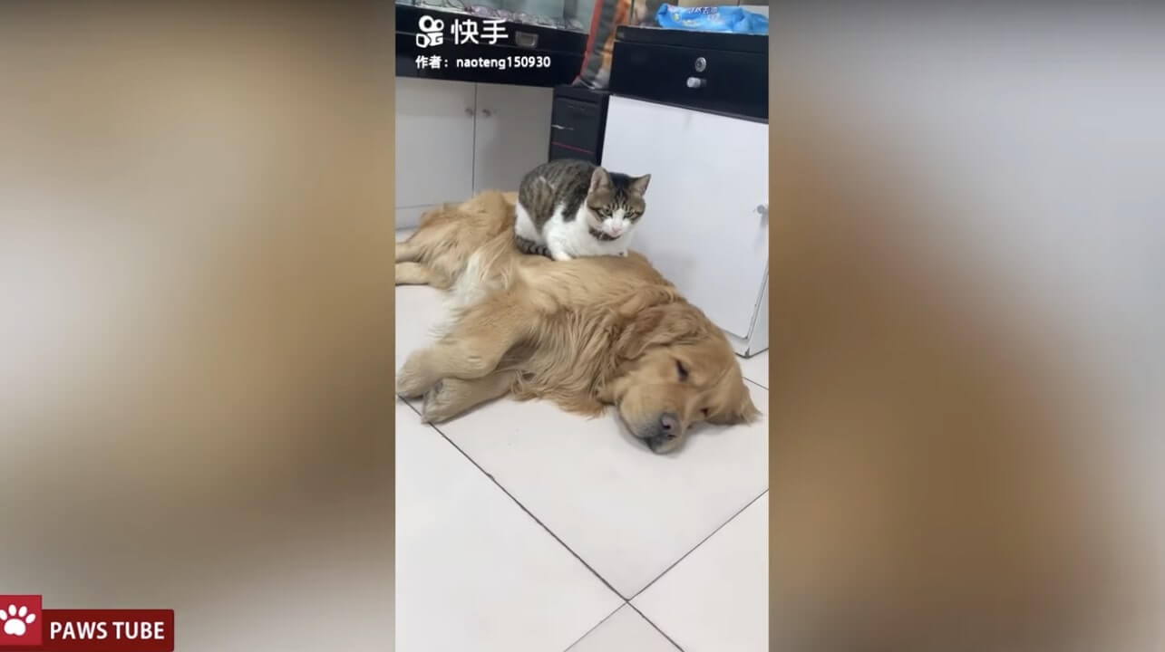 ゴールデンレトリーバー,動画