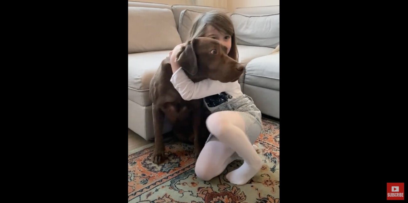 ラブラドールレトリーバー,動画