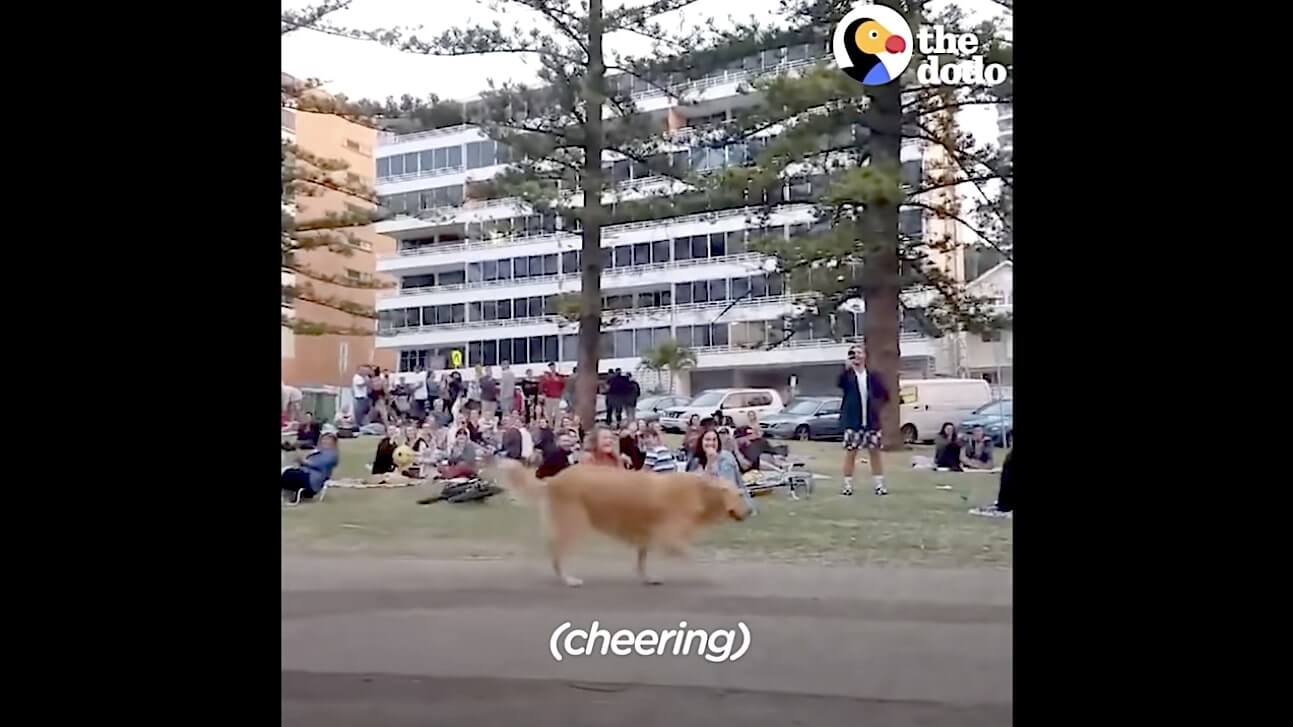 ゴールデンレトリーバー,動画