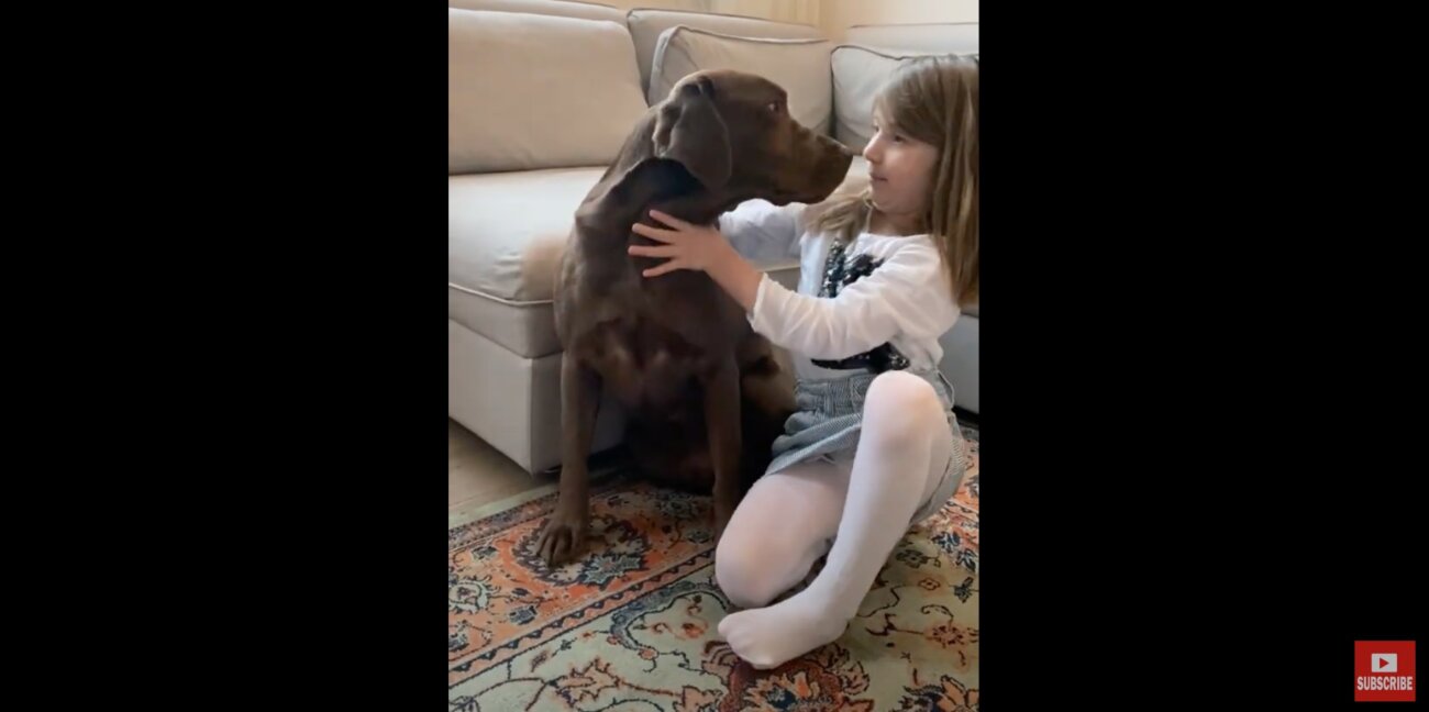 ラブラドールレトリーバー,動画