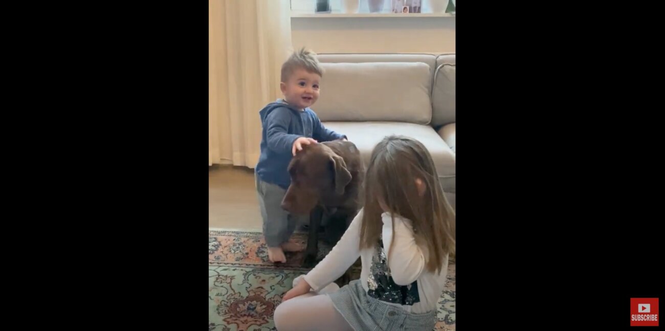 ラブラドールレトリーバー,動画