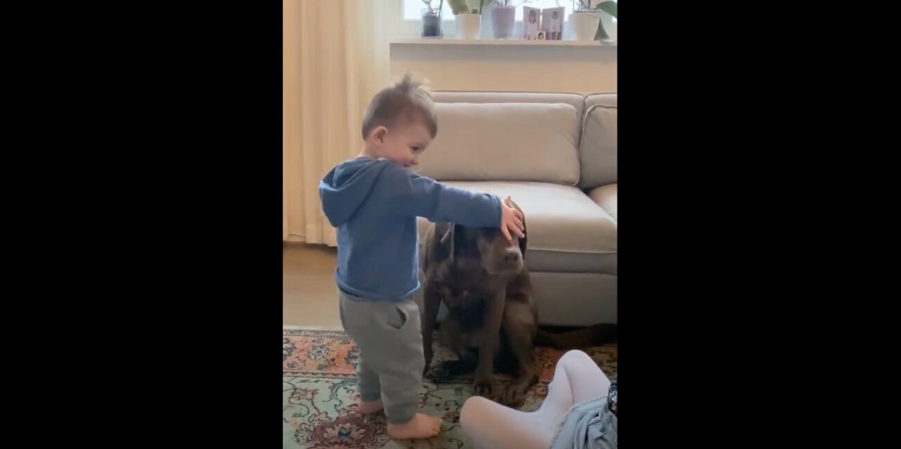 ラブラドールレトリーバー,動画