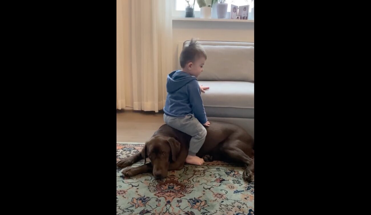 ラブラドールレトリーバー,動画