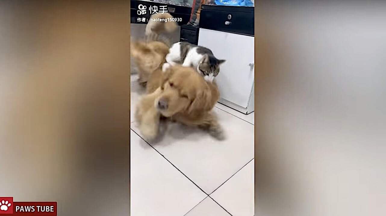 ゴールデンレトリーバー,動画