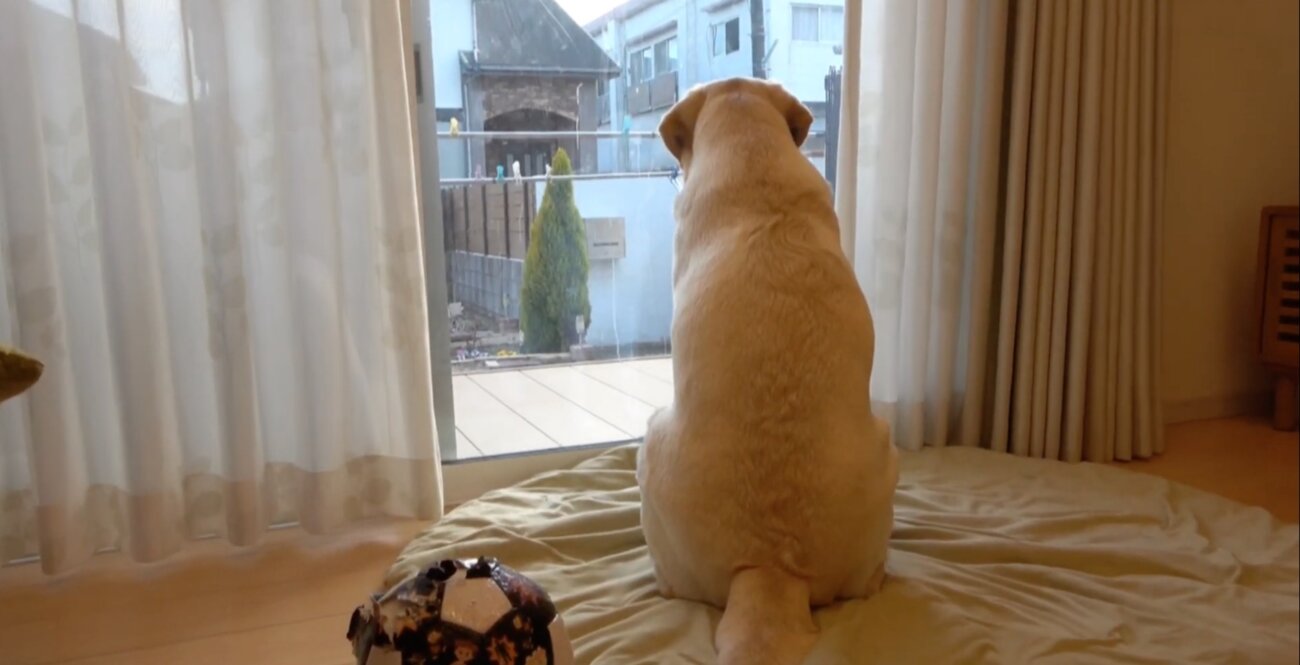 ラブラドールレトリーバー,動画