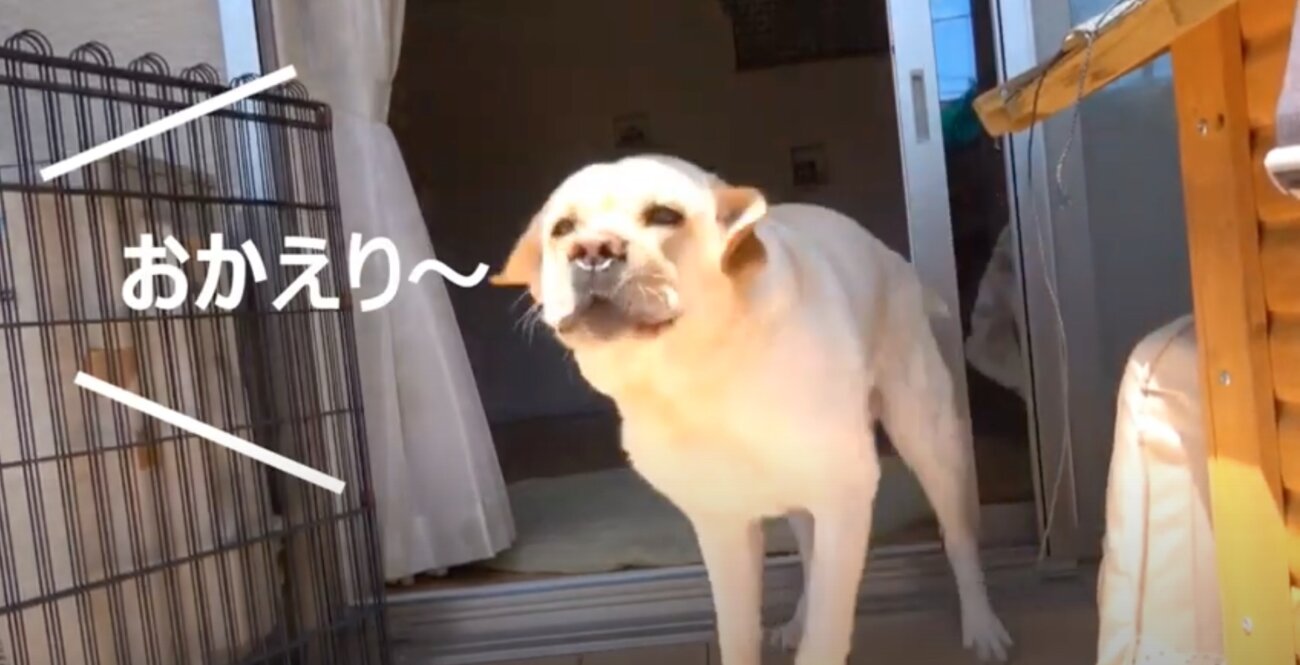 ラブラドールレトリーバー,動画