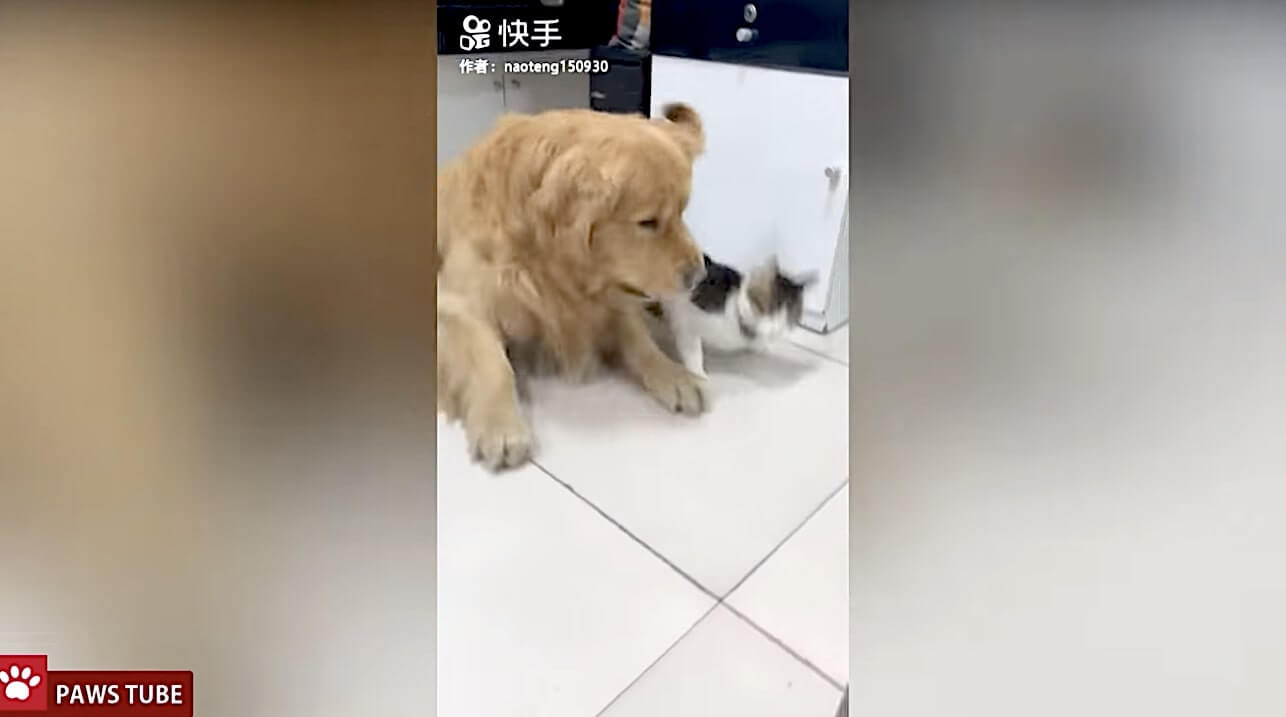 ゴールデンレトリーバー,動画