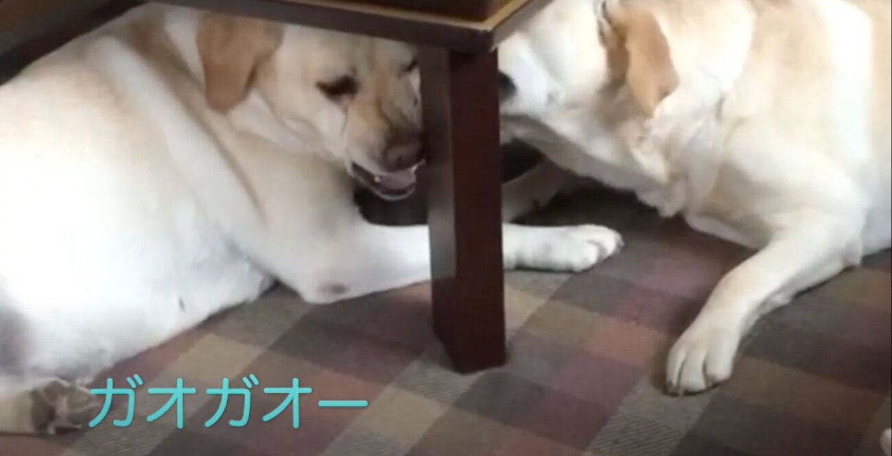 ラブラドールレトリーバー,動画