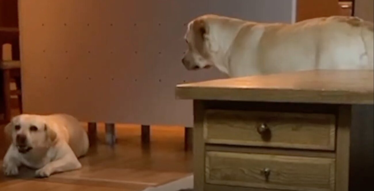 ラブラドールレトリーバー,動画