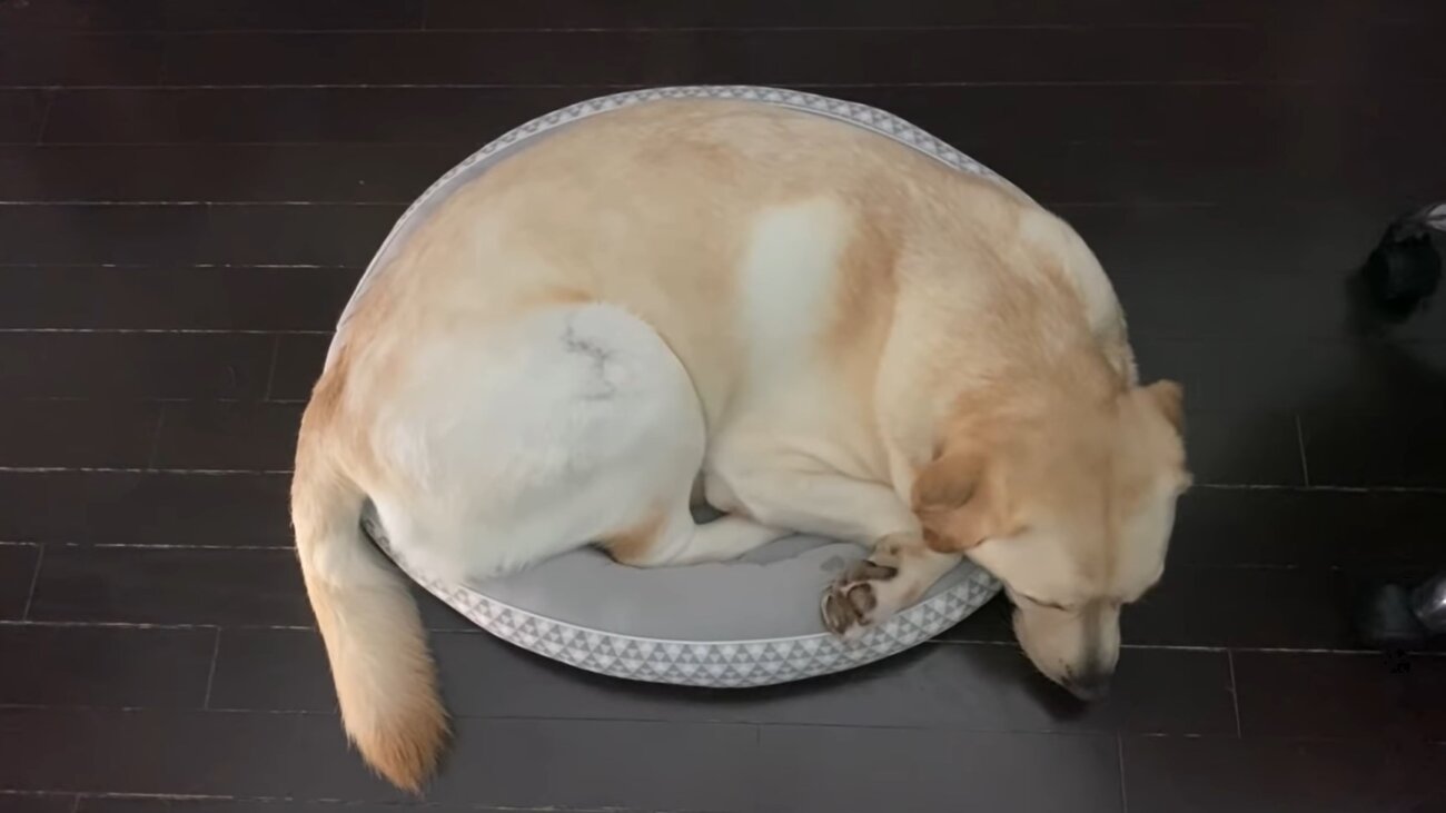 ラブラドールレトリーバー,動画