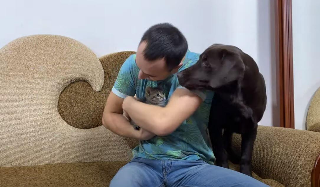 ラブラドールレトリーバー,動画