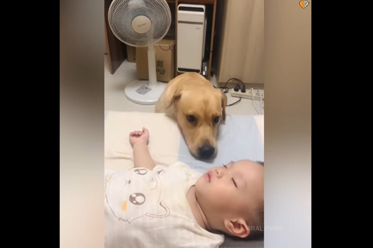 ラブラドールレトリーバー,動画