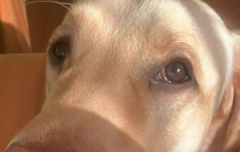 ラブラドールレトリーバー,動画