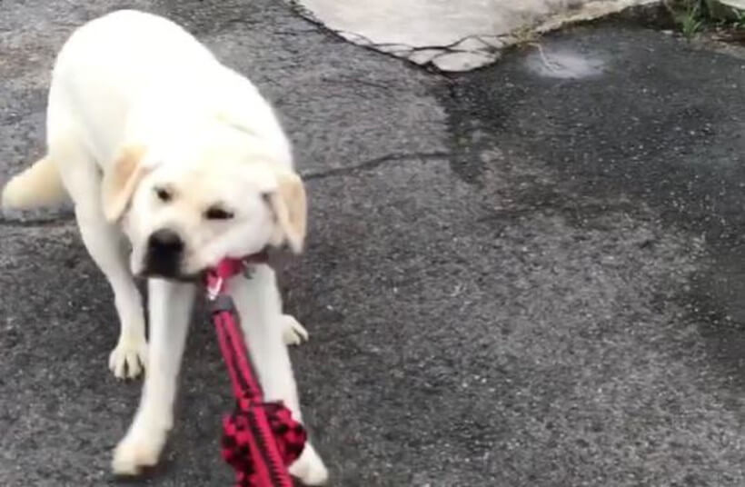 ラブラドールレトリーバー,動画