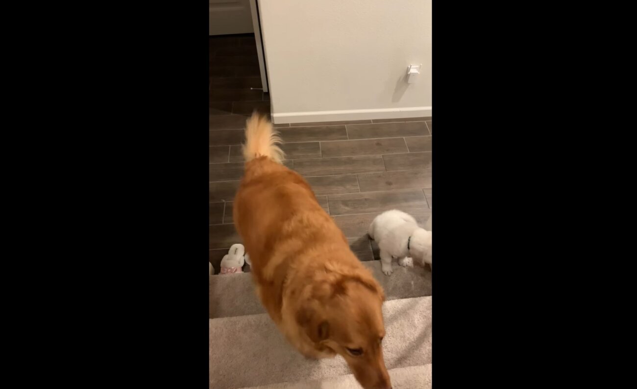 ゴールデンレトリーバー,動画