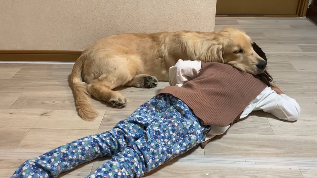 ゴールデンレトリーバー,動画