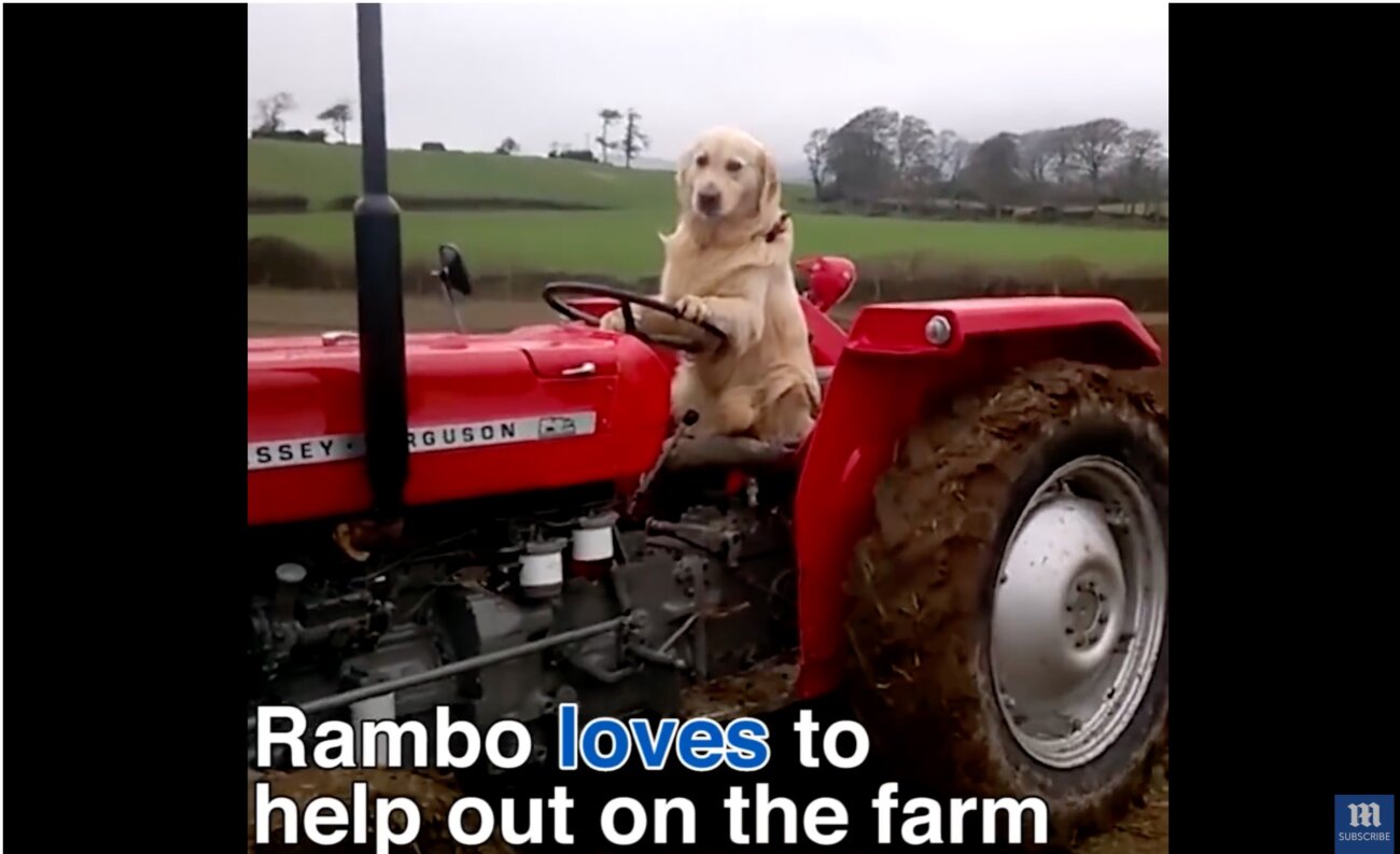 ゴールデンレトリーバー,動画