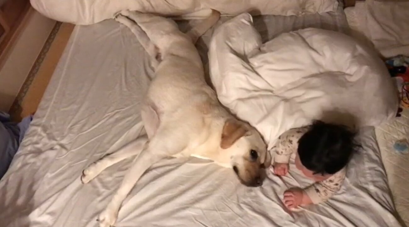 ラブラドールレトリーバー,動画