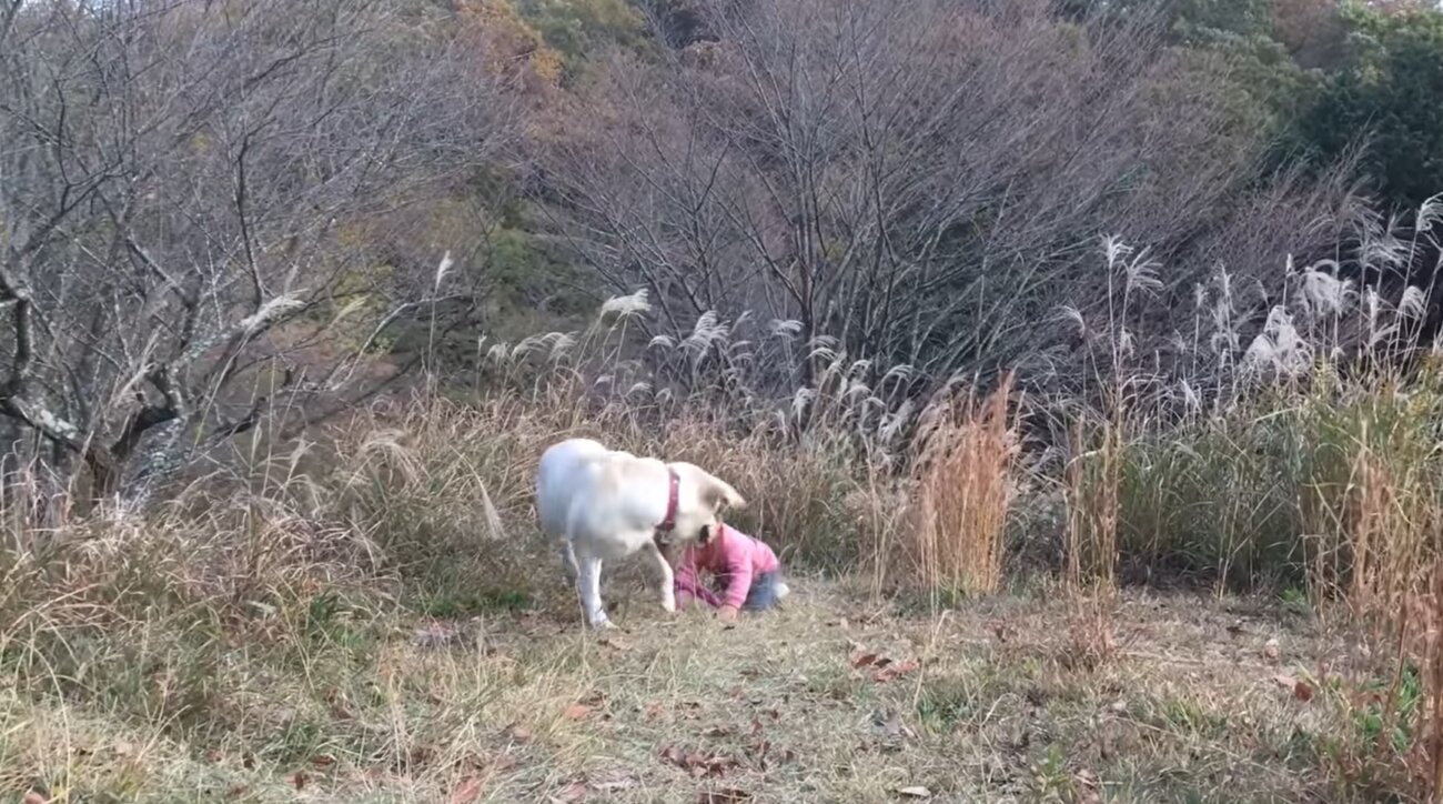 ラブラドールレトリーバー,動画