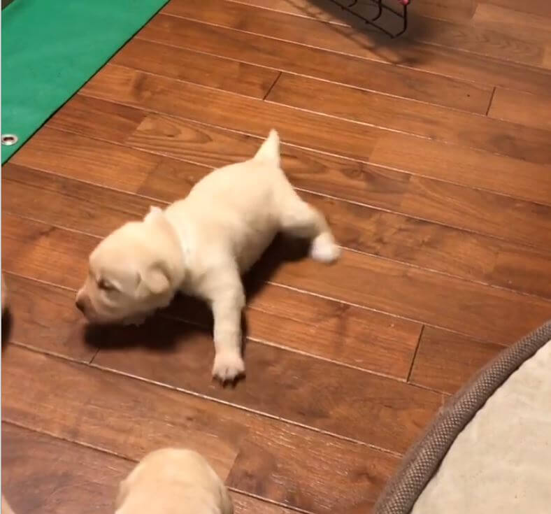 ラブラドールレトリーバー,動画