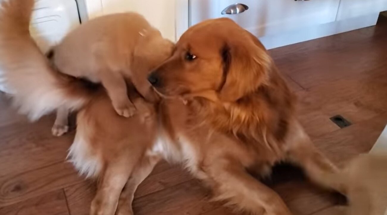 ゴールデンレトリーバー,動画