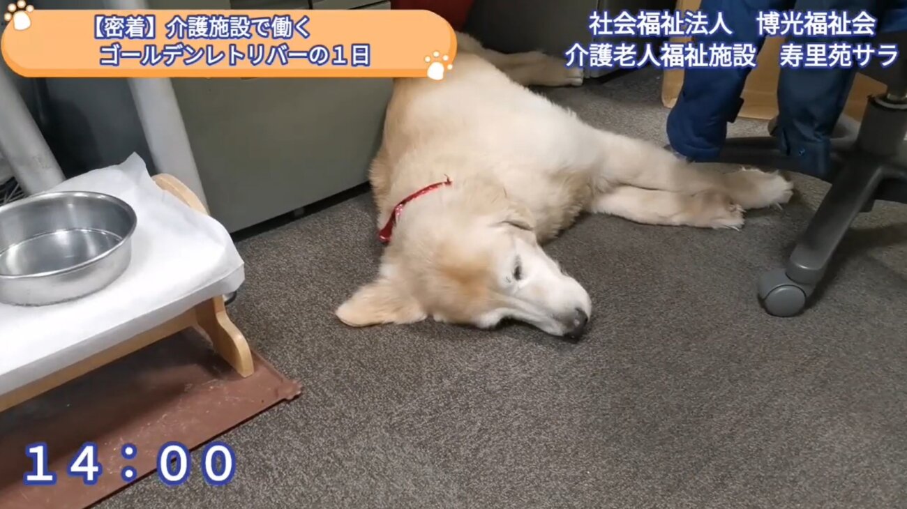 ゴールデンレトリーバー,動画