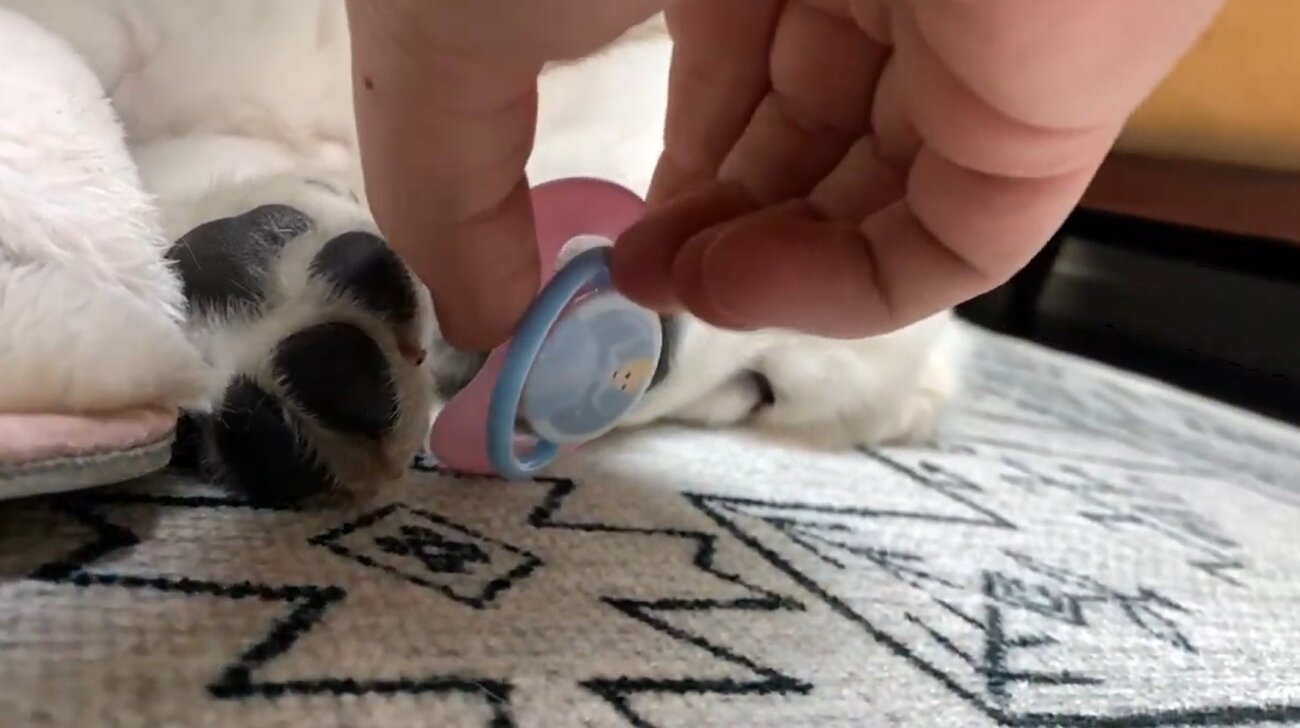 ゴールデンレトリーバー,動画