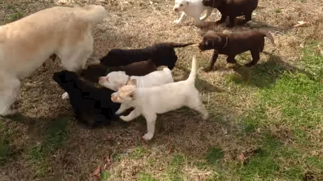 ラブラドールレトリーバー,動画