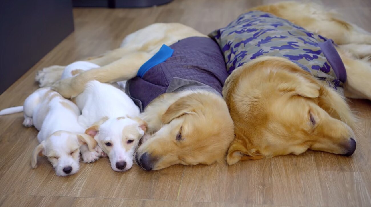 ゴールデンレトリーバー,動画