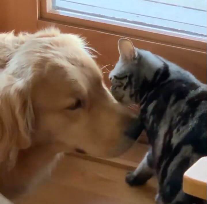 ゴールデンレトリーバー,動画