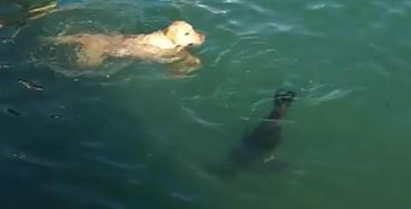 ラブラドールレトリーバー,動画