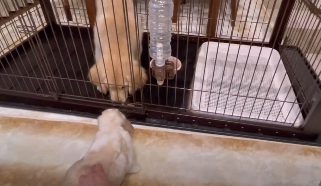 ゴールデンレトリーバー,動画