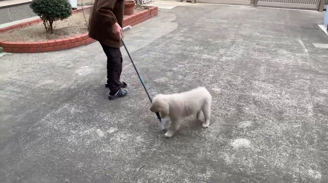 ゴールデンレトリーバー,動画