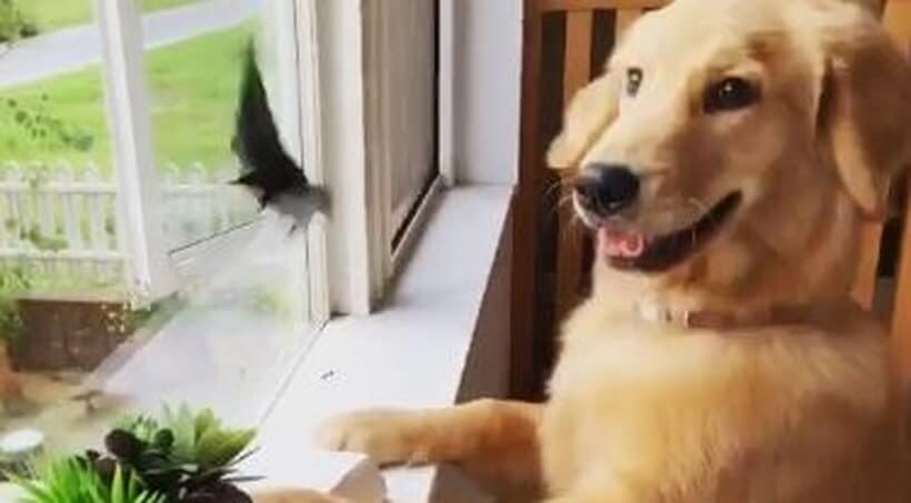 ゴールデンレトリーバー,動画