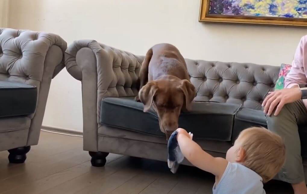 ラブラドールレトリーバー,動画